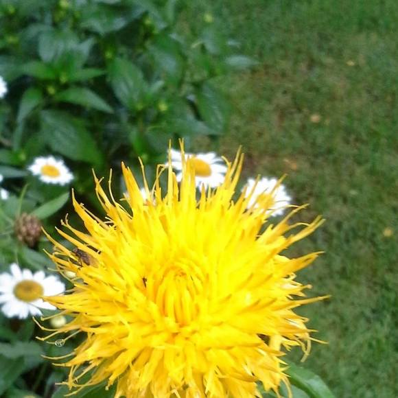 Meet your Posher, Jackie - Picture 1 of 1